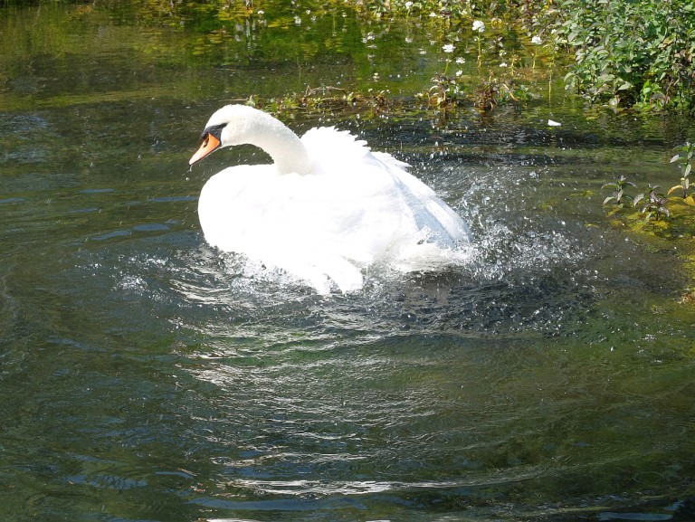 Badender Schwan