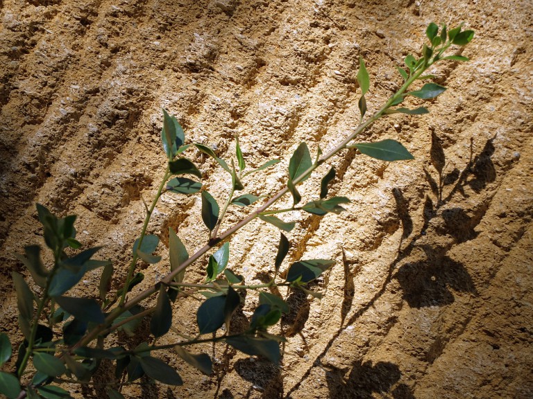 Pont du Gard