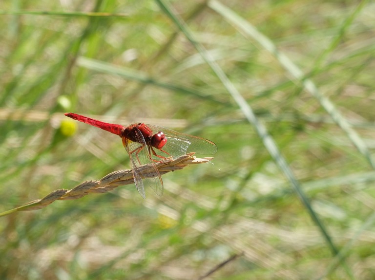 Libelle