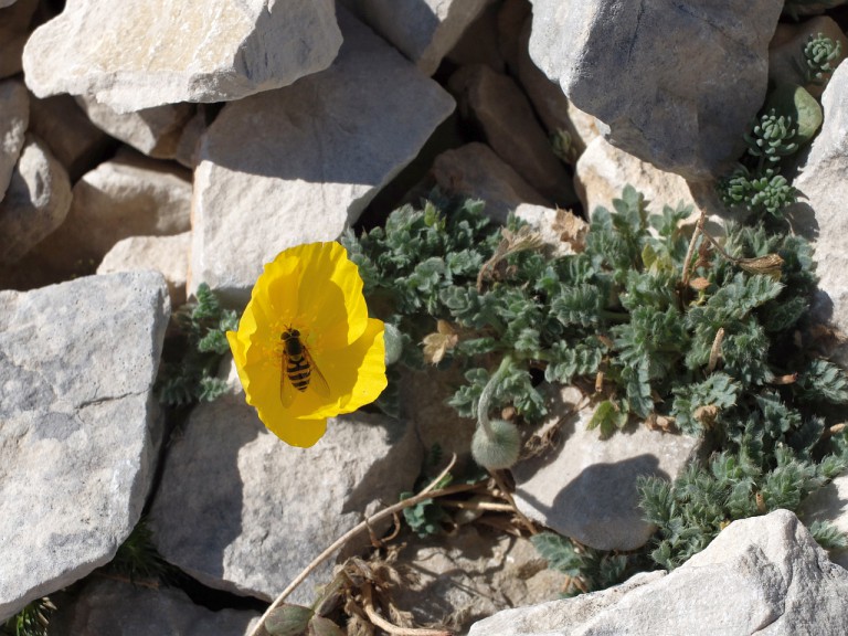 Gelber Alpenmohn