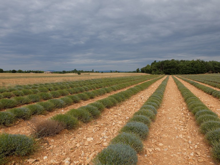 Lavendel