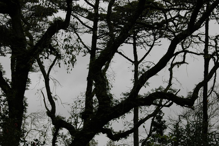 Quinta da Regaleira Park