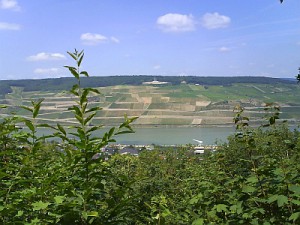 Rhein 25.07.2008