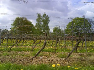 Rochusberg 25.04.2008