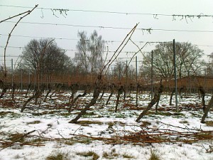 Rochusberg 16.01.2009