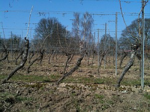 Rochusberg 16.03.2012