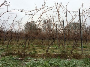 Rochusberg 22.01.2016
