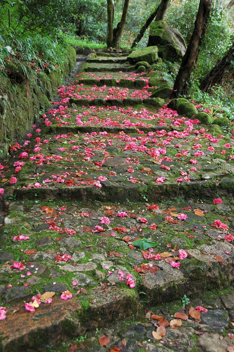 Palácio de Monserrate Park