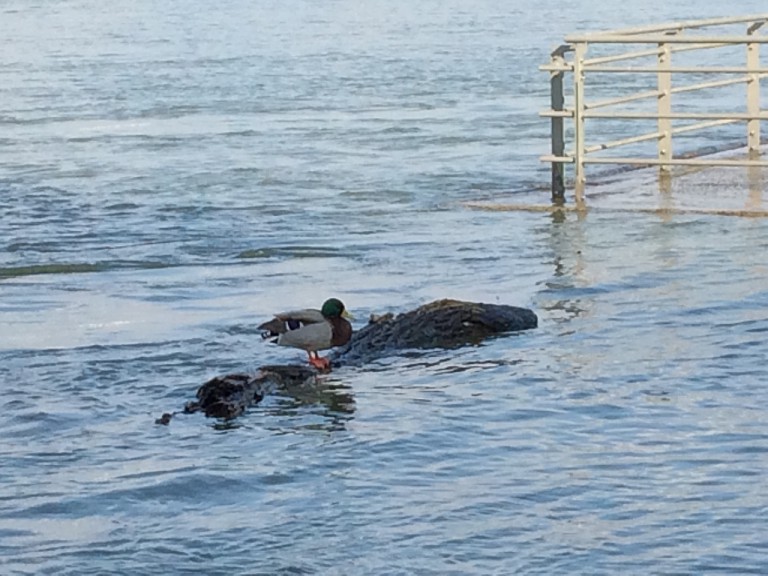 Ente auf dem Rhein