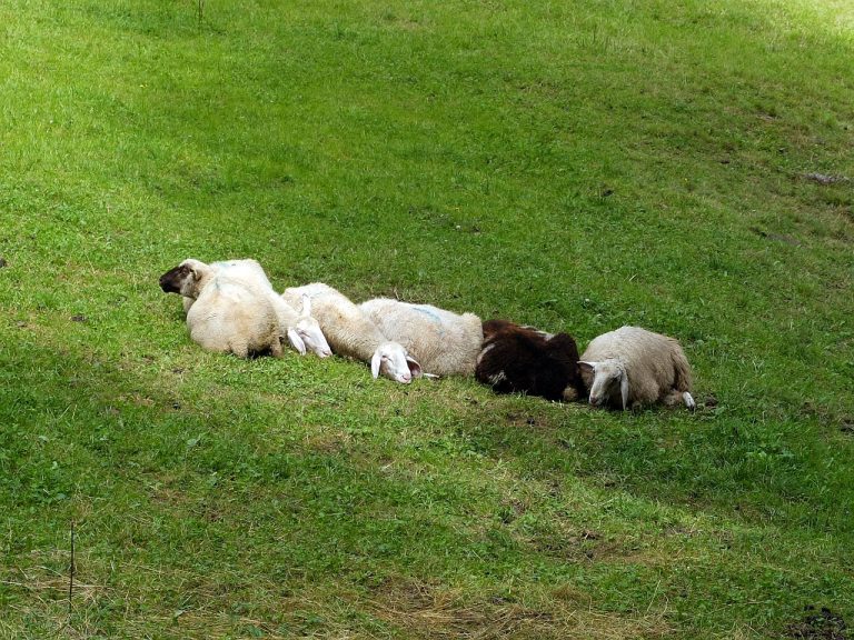 zwischen Riggermoos und Pemmern