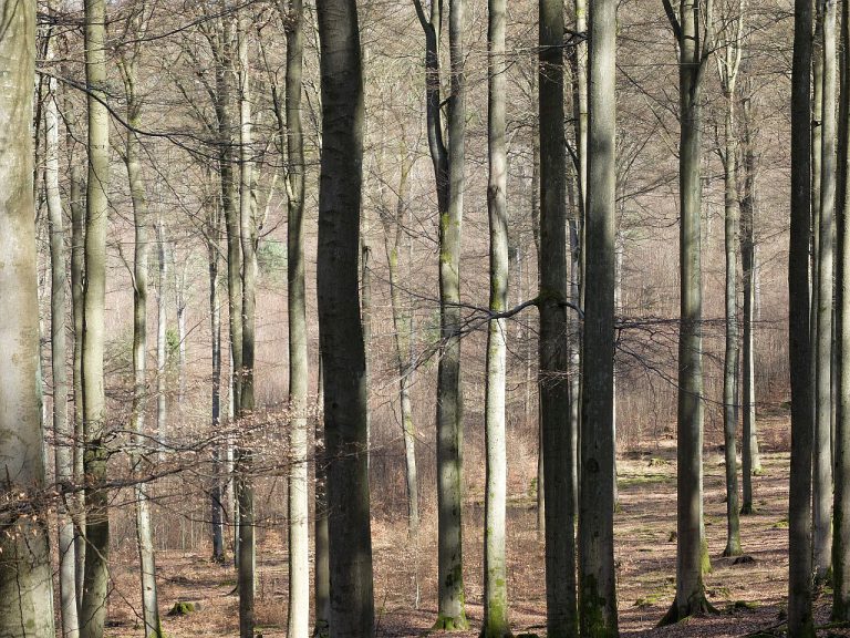 Spessart bei Mespelbrunn