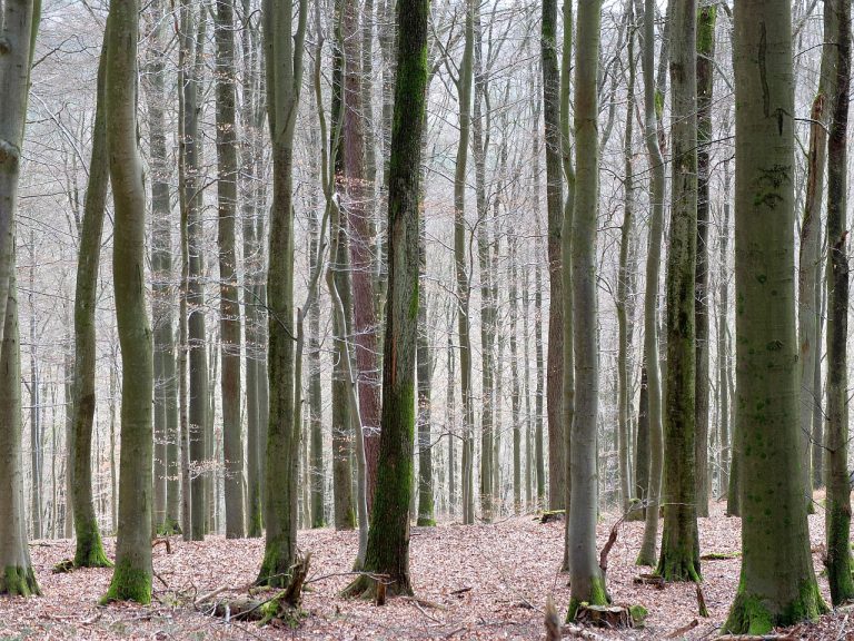 Spessart bei Mespelbrunn