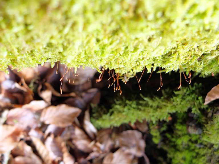 Spessart bei Mespelbrunn